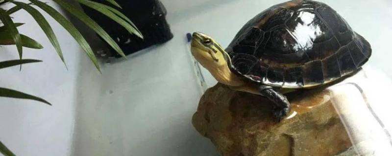 安布闭壳龟为什么也叫爆炸龟（安布龟爆壳是怎样的）