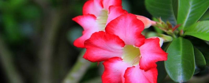 红婵指的是什么意思 红婵是哪里人