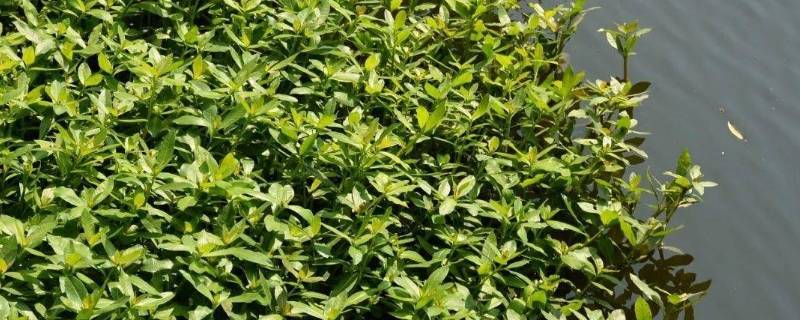 喜旱莲子草用什么除草剂清除 喜旱莲子草 如何去除