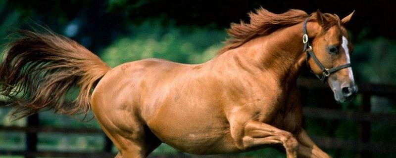 马下面长长的是什么东西（马下面是啥）