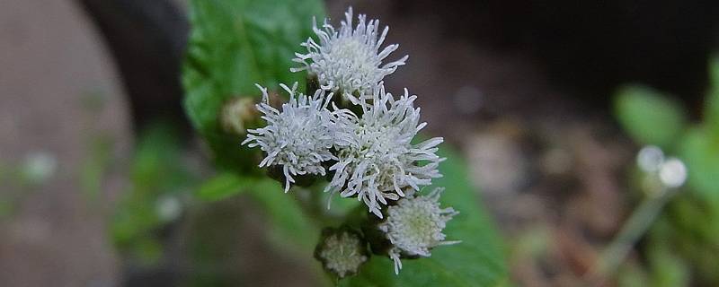 白花草有几种（白花草本植物）