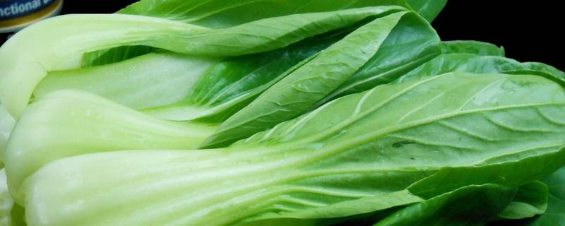 为什么不能选鲜嫩的油菜 比较嫩的油菜能吃吗