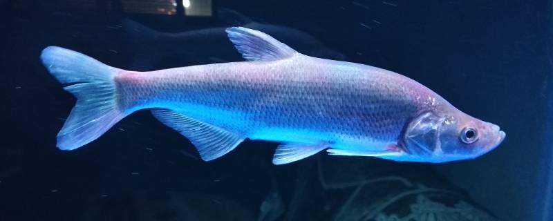 米翘是什么鱼 米翘鱼是什么鱼