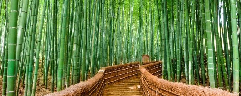 青青的竹林还有什么的竹林（青青的竹林是不是颜色）