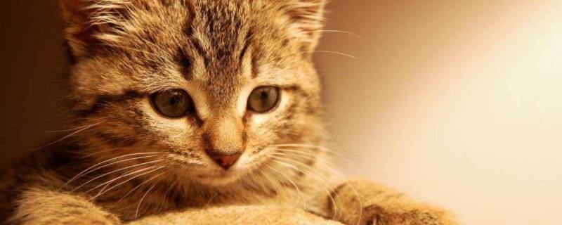 不理猫会让猫变乖吗(猫太乖了怎么回事)