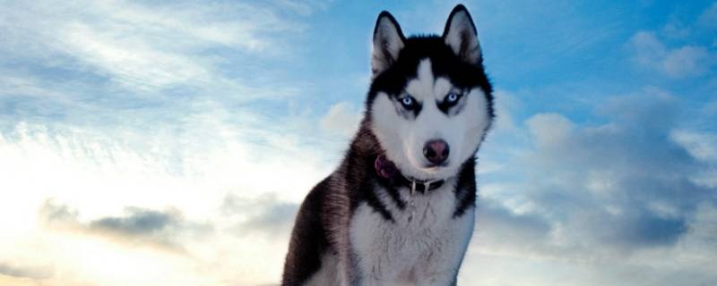 可鲁可鸭名字由来 可鲁可鸭啥意思