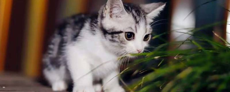 骑电动车带猫会应激吗 能骑电动车带猫吗