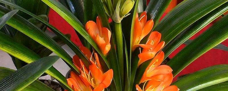 君子兰8月开花有什么寓意 君子兰八月开花是怎么回事