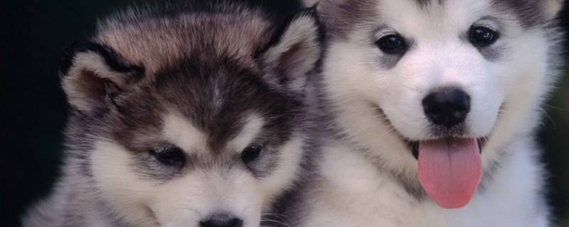 二哈吃什么（二哈吃什么狗粮）