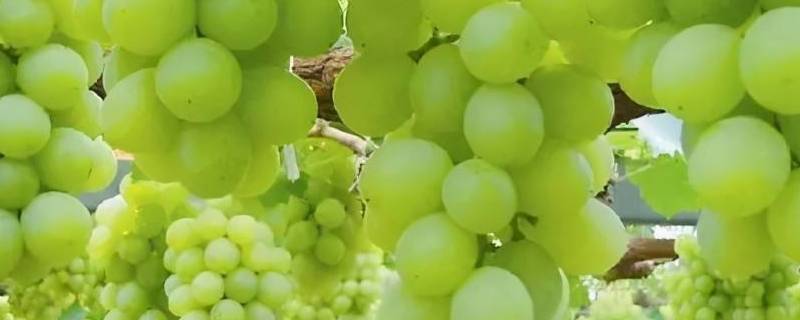 阳光玫瑰糖分高吗（阳光玫瑰葡萄糖分高吗）