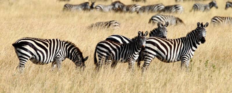 在草原斑马经常是和谁生活在一起（在草原斑马经常是和谁生活在一起大象还是长颈鹿）