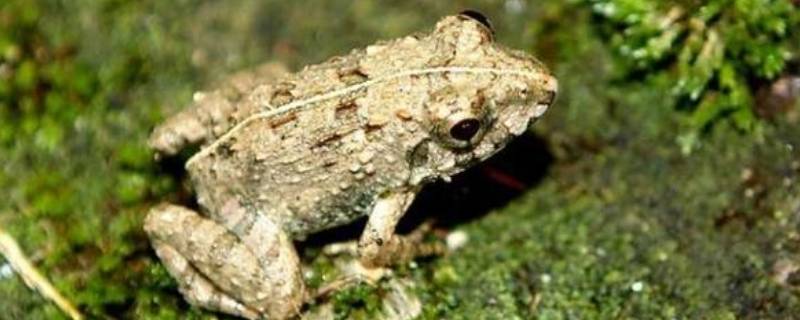 土蛙和青蛙的区别 青蛙和青蛙的区别