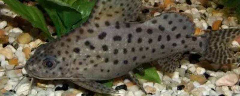 反游猫在鱼缸里的作用（反游猫鱼能清洁鱼缸吗）