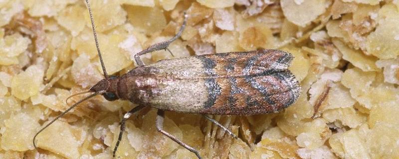 印度谷螟冬天会死吗(印度谷螟的越冬)