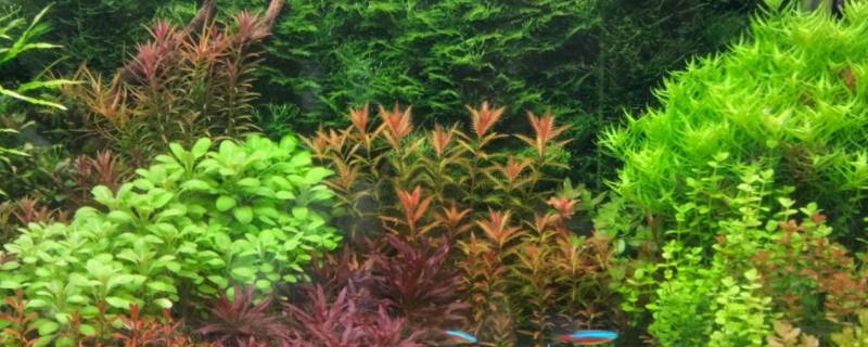 绿宫廷打头留多高 绿宫廷打头留多长