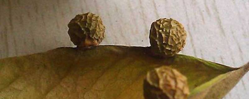 梧桐子是谁的珍宝 梧桐子是谁写的