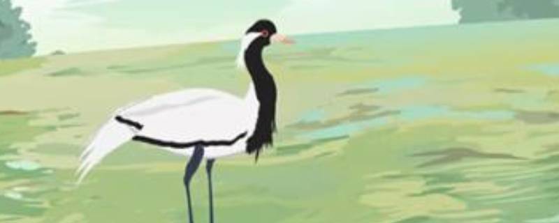 网名鹤扰是什么意思（用鹤取网名）