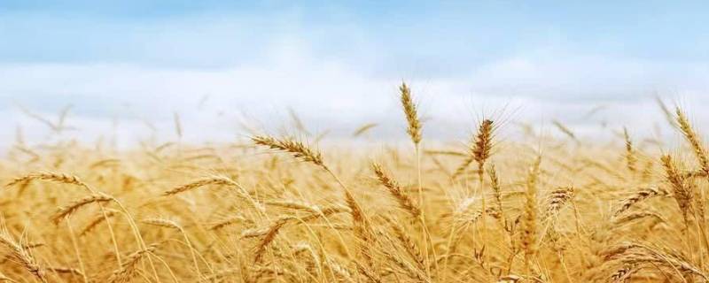 麦收时节对应的节气 麦收是哪个节气