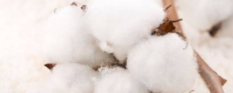 澳棉跟美棉的区别 澳棉是什么棉