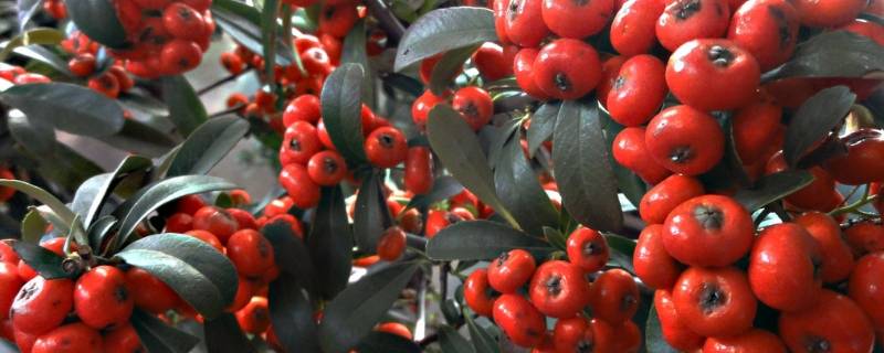 吉祥果冬天耐寒吗（吉祥果耐寒多少度）