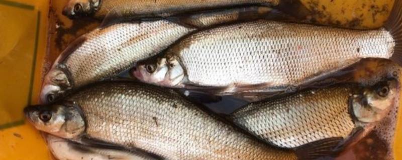 青稍鱼什么时候好钓（青稍鱼的钓法）