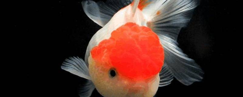 日寿宇野的特点（日寿宇野和协会）