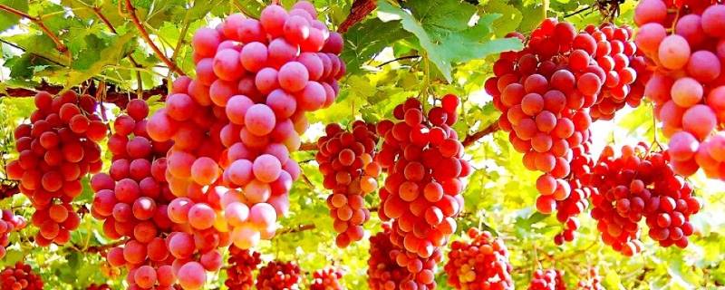 十月份有提子吗（提子季节是哪几个月）