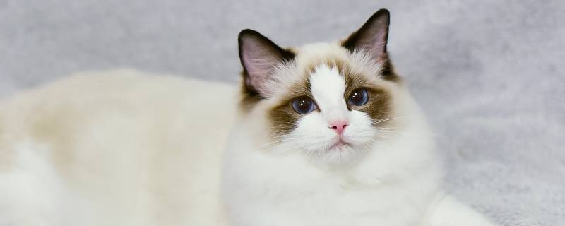 哒哒哒是什么猫 哒哒哒猫咪