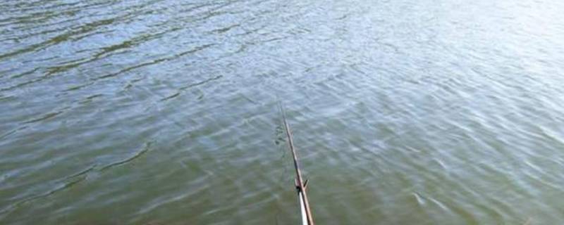 广东著名的钓罗非大师（广东野钓罗非）