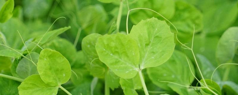 豌豆颠儿学名 豌豆的学名