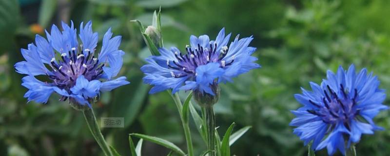 蓝色梦幻星空菊花语是什么（蓝色菊花的花语是什么意思）