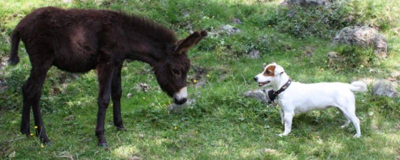 农村四霸是什么动物 村里三霸动物