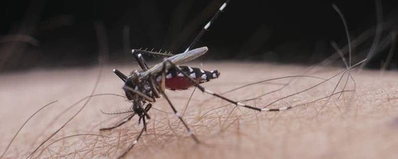 怎么打蚊子（怎么打蚊子最有效）