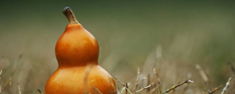 青葫芦怎么变干葫芦（葫芦怎么变成干葫芦）