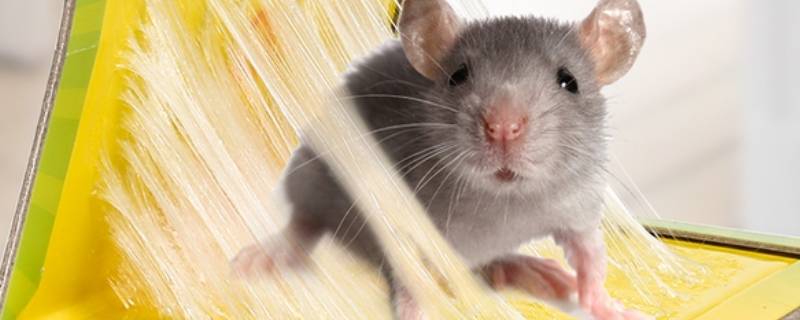 家里有老鼠怎么灭 房间有老鼠怎么驱除