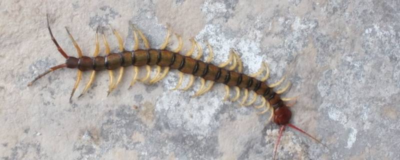 家里面有蜈蚣怎么才能去除啊 家里有蜈蚣怎么祛除