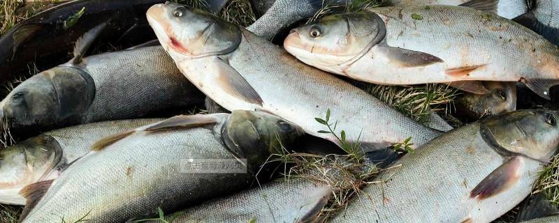 鲢鳙怎么吃（鲢鳙怎么吃食）