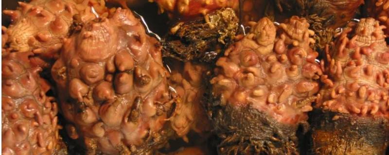 海菠萝怎么打开吃肉（海菠萝怎么吃法）