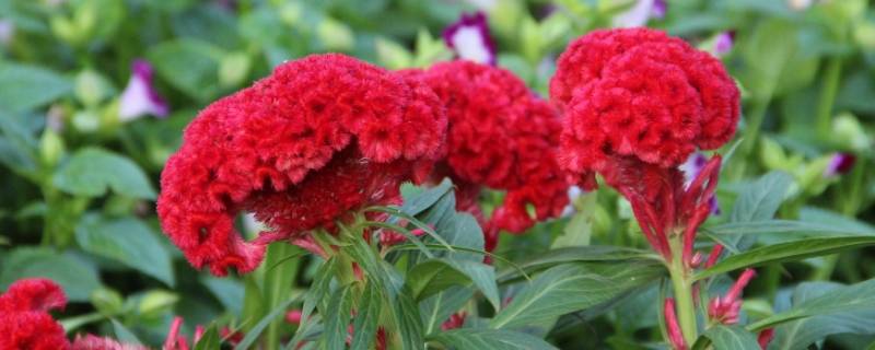 鸡冠花怎么吃（鸡冠花怎么吃治止血）