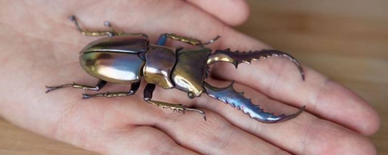 甲虫标本制作的方法（甲虫标本制作方法步骤）