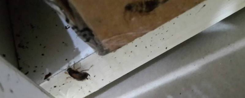 厨房油虫用什么方法杀死 厨房里的油虫怎么去除啊