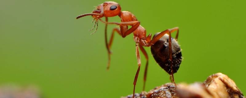 蚂蚁怎样才能彻底清除干净 怎么样才能清除蚂蚁
