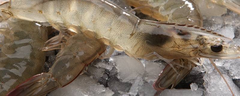 活虾怎样剥壳好剥（新鲜虾剥壳怎么剥）