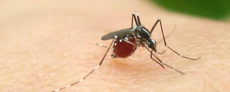 蚊子太多了有什么方法消灭（蚊子多怎么灭）