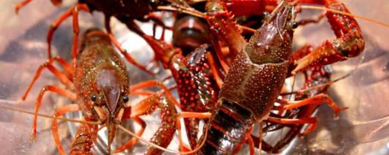 活龙虾怎么处理干净（活龙虾怎么处理干净保存）