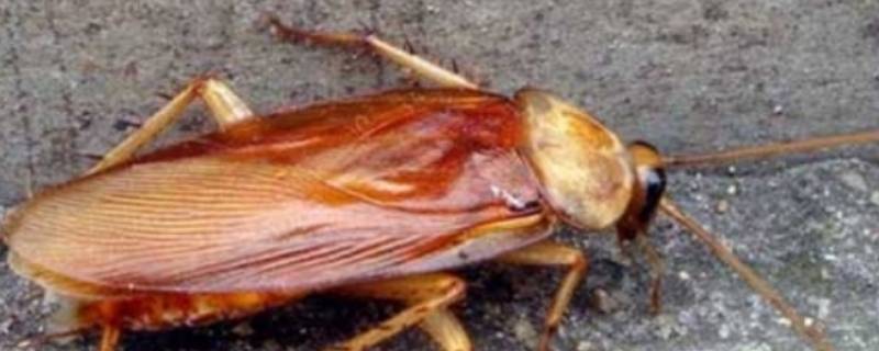 家里好多蟑螂怎么根治 家里有蟑螂怎么根治