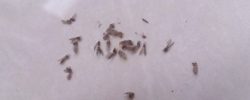 垃圾桶旁边的小虫子怎么消除 垃圾桶里小虫子怎么处理