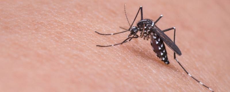 农村蚊子太多怎么消灭 在农村蚊子多怎么办