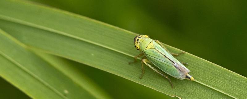 卧室小绿叶蝉怎么去除（床上有小绿叶蝉怎样彻底清除）