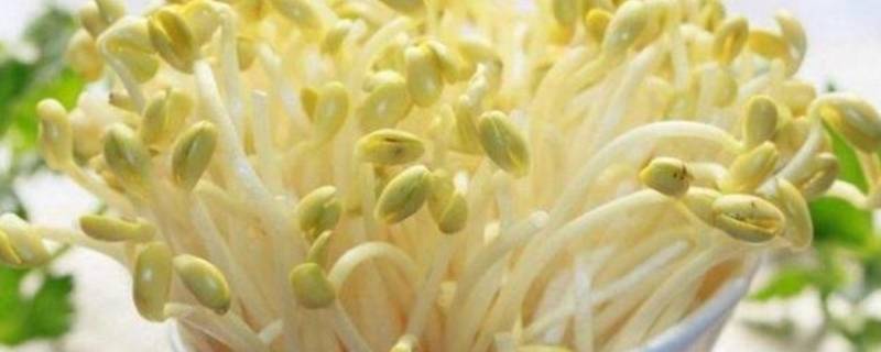 豆芽怎么处理清洗（豆芽怎样清洗）